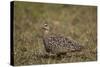 Yellow-Throated Sandgrouse (Pterocles Gutturalis)-James Hager-Stretched Canvas