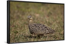Yellow-Throated Sandgrouse (Pterocles Gutturalis)-James Hager-Framed Photographic Print