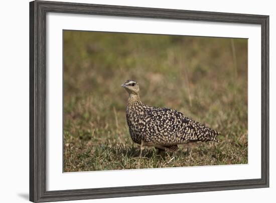 Yellow-Throated Sandgrouse (Pterocles Gutturalis)-James Hager-Framed Photographic Print