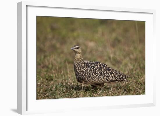 Yellow-Throated Sandgrouse (Pterocles Gutturalis)-James Hager-Framed Photographic Print