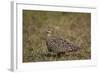 Yellow-Throated Sandgrouse (Pterocles Gutturalis)-James Hager-Framed Photographic Print