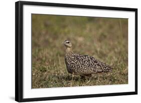 Yellow-Throated Sandgrouse (Pterocles Gutturalis)-James Hager-Framed Photographic Print