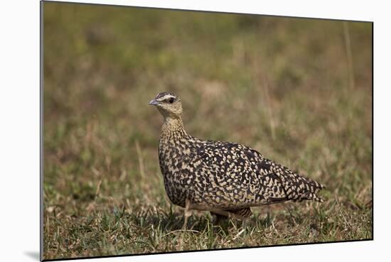 Yellow-Throated Sandgrouse (Pterocles Gutturalis)-James Hager-Mounted Photographic Print