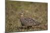 Yellow-Throated Sandgrouse (Pterocles Gutturalis)-James Hager-Mounted Photographic Print