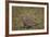 Yellow-Throated Sandgrouse (Pterocles Gutturalis)-James Hager-Framed Photographic Print