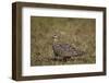 Yellow-Throated Sandgrouse (Pterocles Gutturalis)-James Hager-Framed Photographic Print