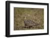 Yellow-Throated Sandgrouse (Pterocles Gutturalis)-James Hager-Framed Photographic Print