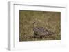 Yellow-Throated Sandgrouse (Pterocles Gutturalis)-James Hager-Framed Photographic Print