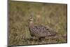 Yellow-Throated Sandgrouse (Pterocles Gutturalis)-James Hager-Mounted Photographic Print