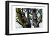 Yellow-Throated Sloth, 1860-null-Framed Giclee Print