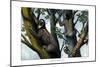 Yellow-Throated Sloth, 1860-null-Mounted Giclee Print