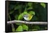 Yellow-throated Vireo (Vireo flavifrons) perched-Larry Ditto-Framed Stretched Canvas