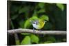 Yellow-throated Vireo (Vireo flavifrons) perched-Larry Ditto-Stretched Canvas