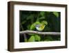 Yellow-throated Vireo (Vireo flavifrons) perched-Larry Ditto-Framed Photographic Print