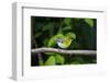 Yellow-throated Vireo (Vireo flavifrons) perched-Larry Ditto-Framed Photographic Print