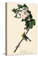 Yellow-Throated Vireo-John James Audubon-Stretched Canvas