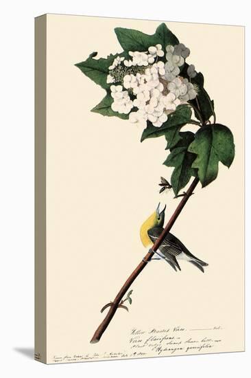Yellow-Throated Vireo-John James Audubon-Stretched Canvas