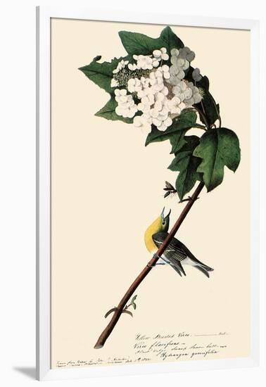 Yellow-Throated Vireo-John James Audubon-Framed Giclee Print