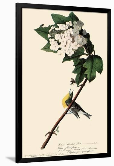 Yellow-Throated Vireo-John James Audubon-Framed Giclee Print