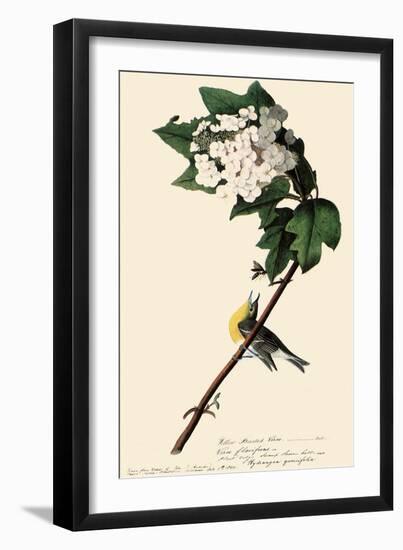 Yellow-Throated Vireo-John James Audubon-Framed Giclee Print