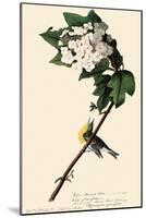 Yellow-Throated Vireo-John James Audubon-Mounted Giclee Print