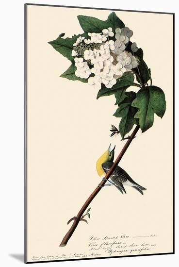 Yellow-Throated Vireo-John James Audubon-Mounted Giclee Print