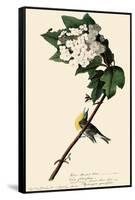 Yellow-Throated Vireo-John James Audubon-Framed Stretched Canvas