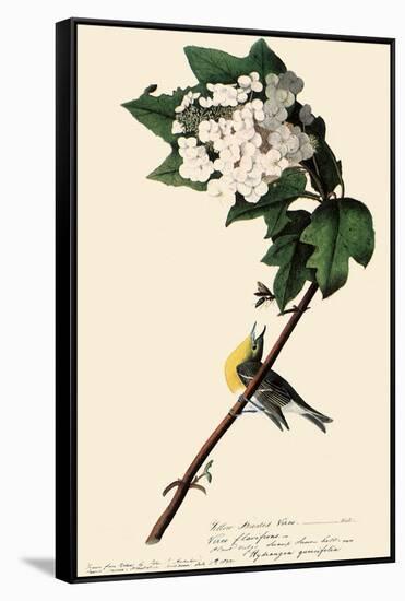 Yellow-Throated Vireo-John James Audubon-Framed Stretched Canvas