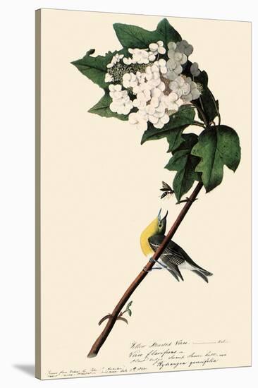 Yellow-Throated Vireo-John James Audubon-Stretched Canvas