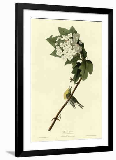 Yellow Throated Vireo-null-Framed Giclee Print