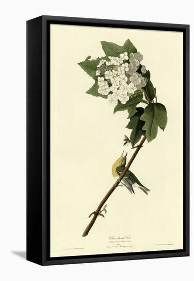 Yellow Throated Vireo-null-Framed Stretched Canvas