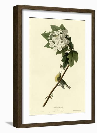 Yellow Throated Vireo-null-Framed Giclee Print