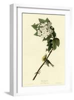 Yellow Throated Vireo-null-Framed Giclee Print