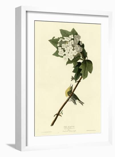 Yellow Throated Vireo-null-Framed Giclee Print