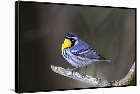 Yellow-throated warbler (Dendroica dominica) perched.-Larry Ditto-Framed Stretched Canvas