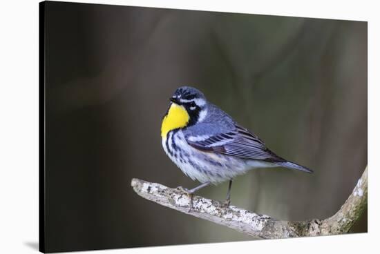 Yellow-throated warbler (Dendroica dominica) perched.-Larry Ditto-Stretched Canvas