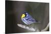 Yellow-throated warbler (Dendroica dominica) perched.-Larry Ditto-Stretched Canvas