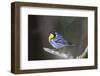 Yellow-throated warbler (Dendroica dominica) perched.-Larry Ditto-Framed Photographic Print