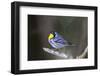 Yellow-throated warbler (Dendroica dominica) perched.-Larry Ditto-Framed Photographic Print