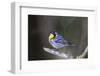 Yellow-throated warbler (Dendroica dominica) perched.-Larry Ditto-Framed Photographic Print