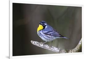 Yellow-throated warbler (Dendroica dominica) perched.-Larry Ditto-Framed Photographic Print