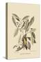 Yellow Titmouse-Mark Catesby-Stretched Canvas