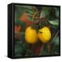 Yellow Tomatoes on the Plant-Eising Studio - Food Photo and Video-Framed Stretched Canvas