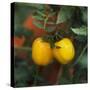 Yellow Tomatoes on the Plant-Eising Studio - Food Photo and Video-Stretched Canvas