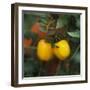 Yellow Tomatoes on the Plant-Eising Studio - Food Photo and Video-Framed Photographic Print