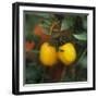 Yellow Tomatoes on the Plant-Eising Studio - Food Photo and Video-Framed Photographic Print