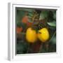 Yellow Tomatoes on the Plant-Eising Studio - Food Photo and Video-Framed Photographic Print