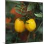 Yellow Tomatoes on the Plant-Eising Studio - Food Photo and Video-Mounted Photographic Print