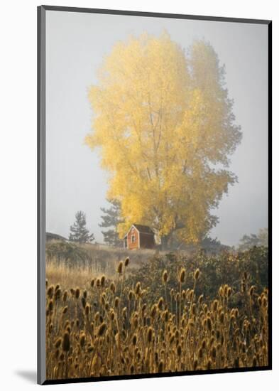Yellow Tree and Teasel-David Winston-Mounted Giclee Print