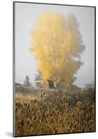 Yellow Tree and Teasel-David Winston-Mounted Giclee Print